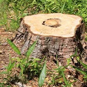 植木屋さんに伐採・抜根サービスを依頼する際の完全ガイド