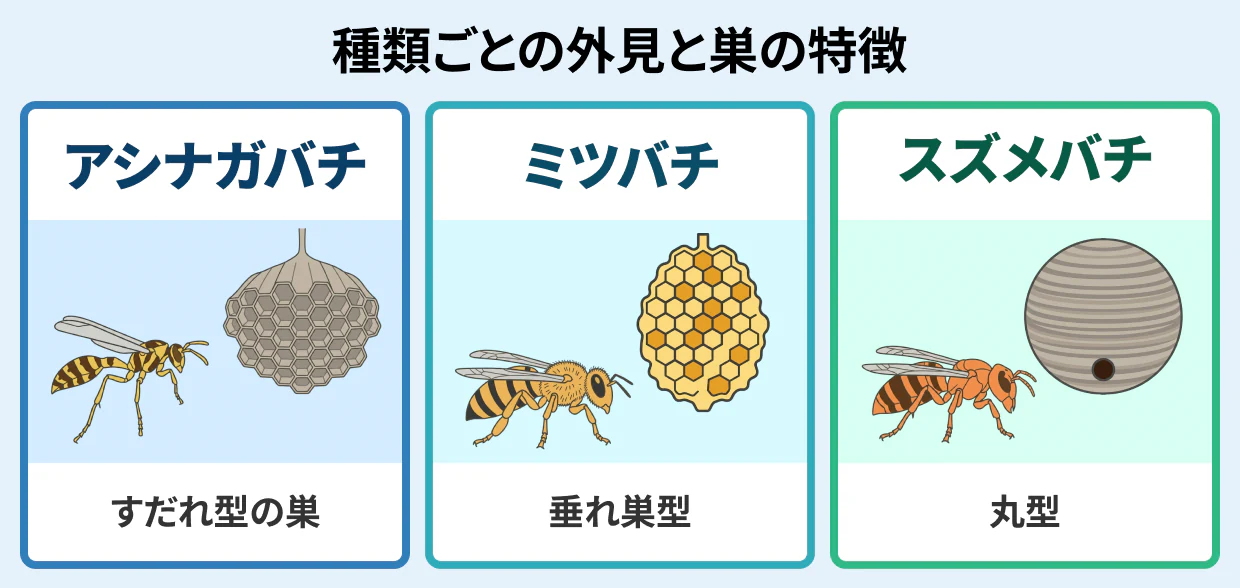 アシナガバチ・ミツバチ・スズメバチの外見と巣の特徴