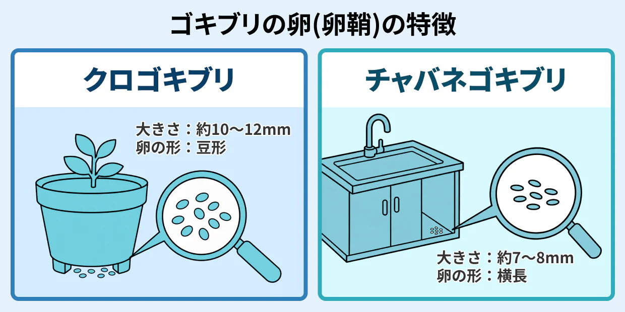 ゴキブリの卵（卵鞘）の見つけ方と特徴