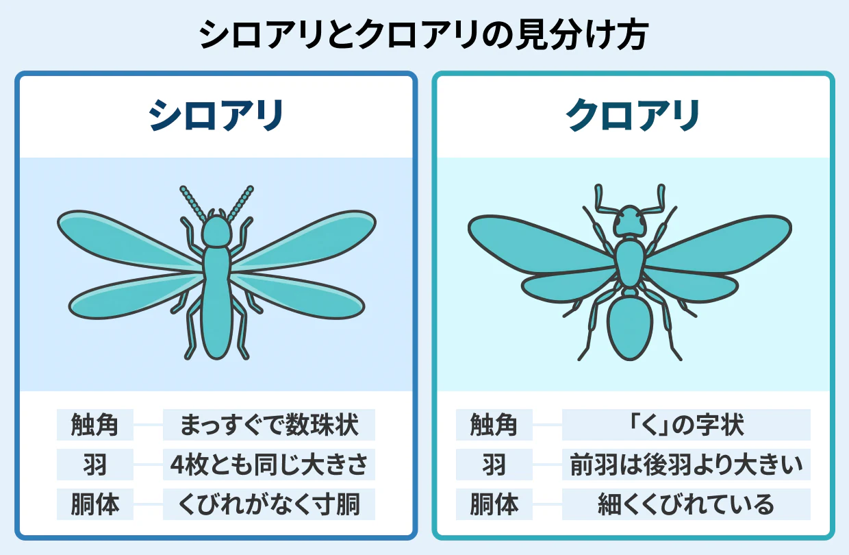 シロアリとクロアリの見分け方 くびれ・羽・触角の3つのポイント