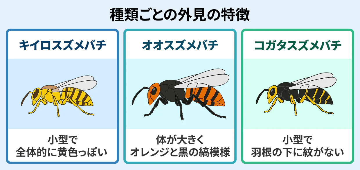 スズメバチ3種の外見と巣の特徴